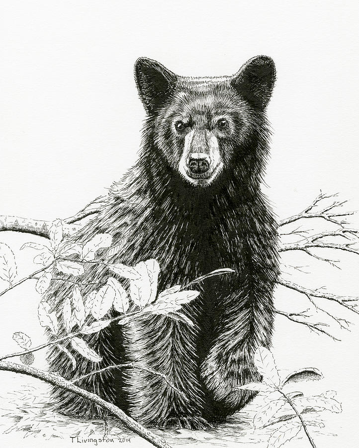 Curious Young Bear Drawing by Timothy Livingston