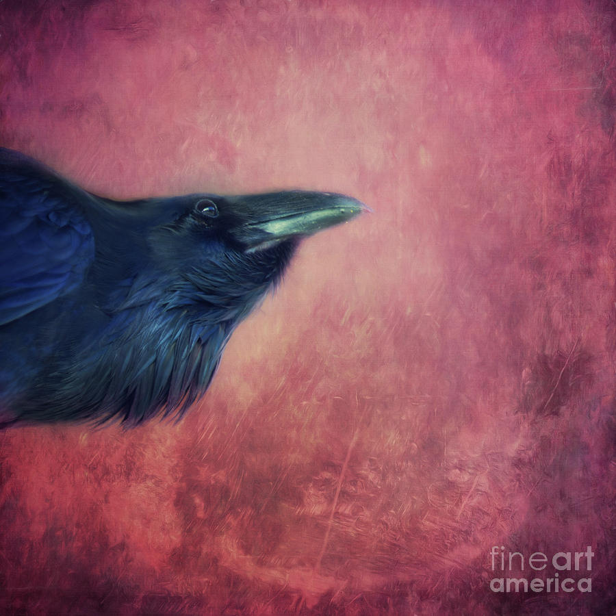 Raven Photograph - Curiosity by Priska Wettstein