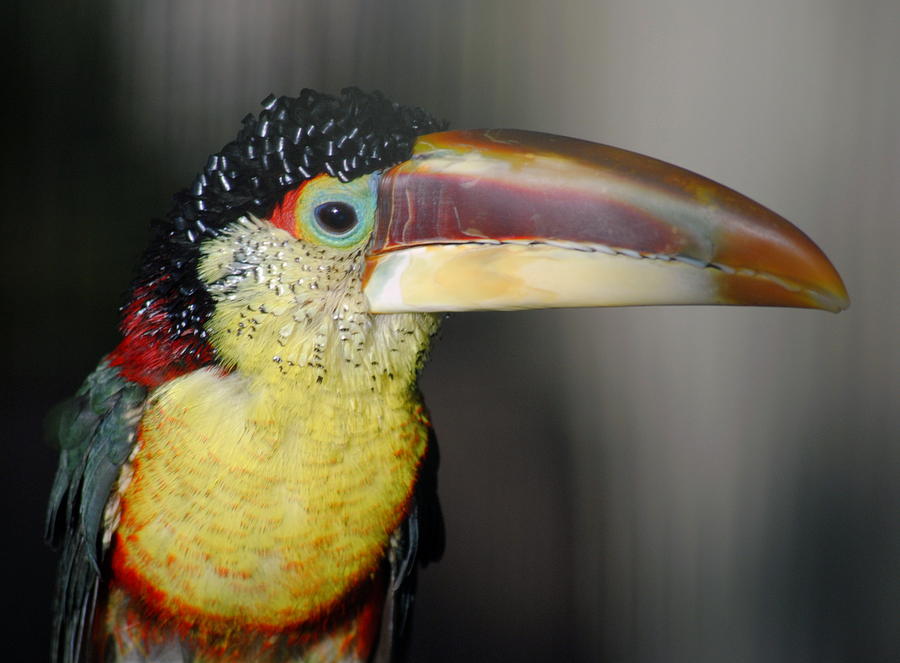 Curl Crested Aracari Pteroglossus beauharnaesii Photograph by Nathan Abbott