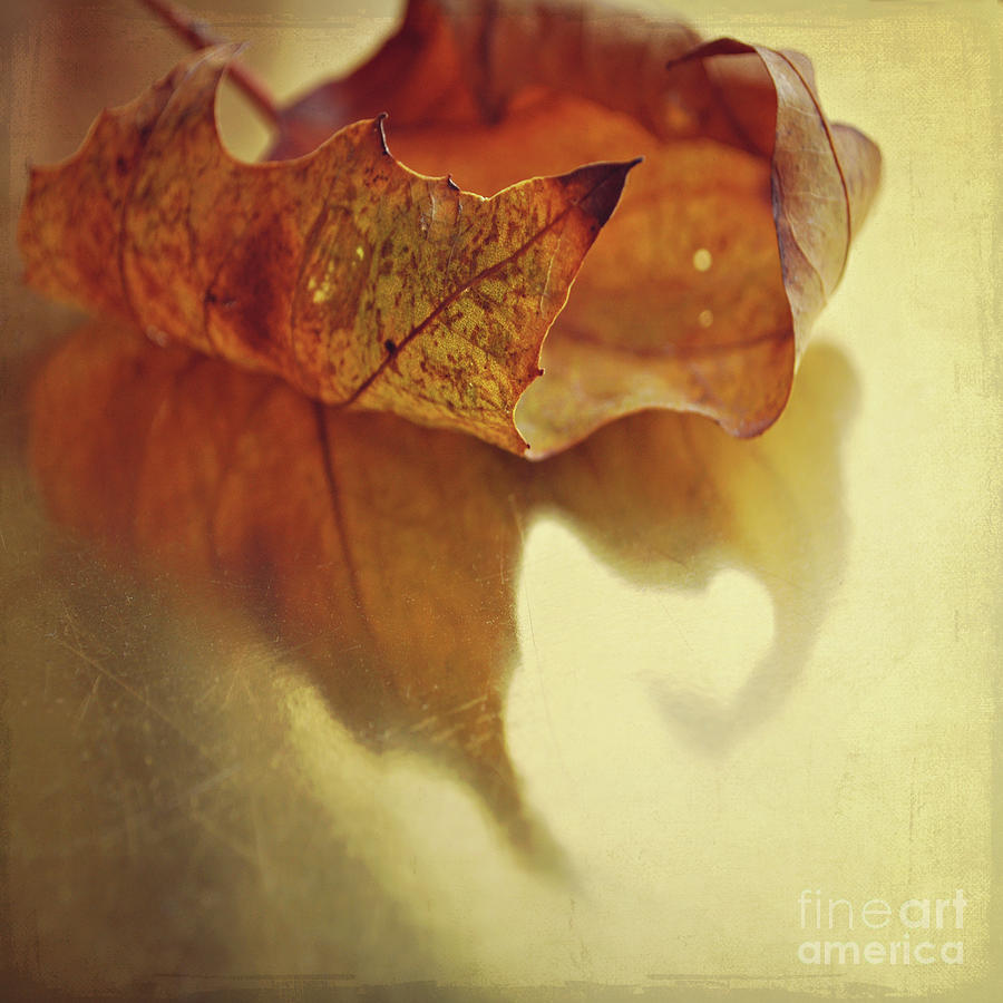 Still Life Photograph - Curled Autumn Leaf by Lyn Randle