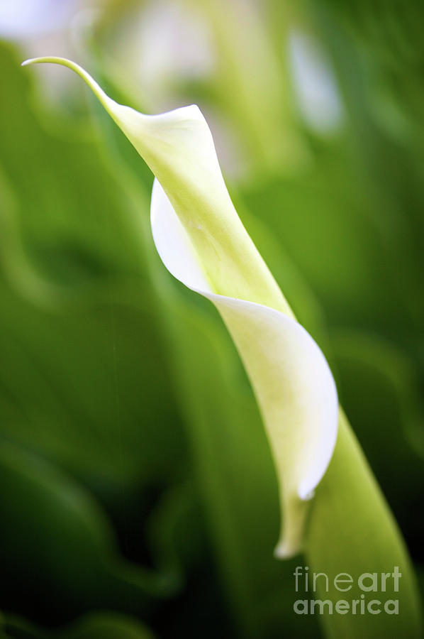 Lily Photograph - Curled Calla by Brooke Roby