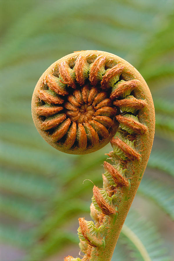 Pattern Photograph - Curled Fern by Greg Vaughn - Printscapes