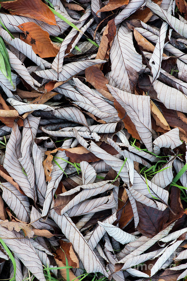 Fall Photograph - Curled Leaf Litter by Tim Gainey
