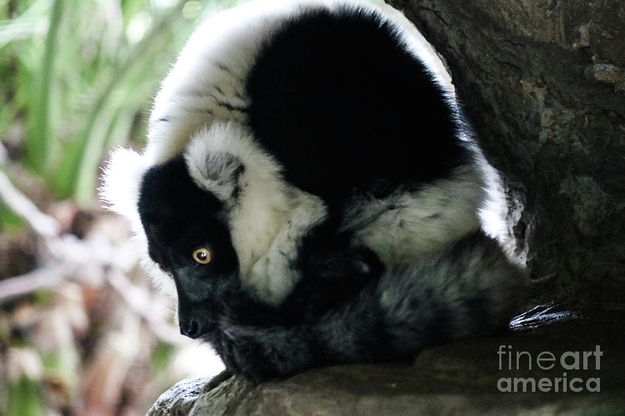Curled Up Lemur Photograph by Suzanne Luft