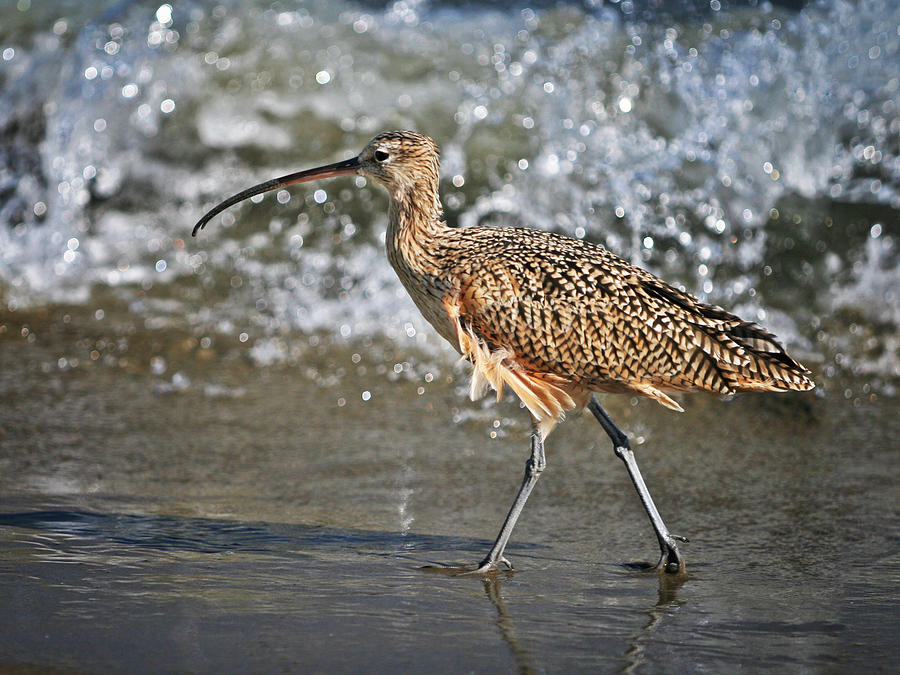 Curlew and tides Photograph by William Lee