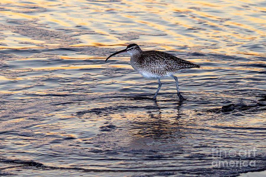 Curlew at sunset Photograph by Shawn Jeffries