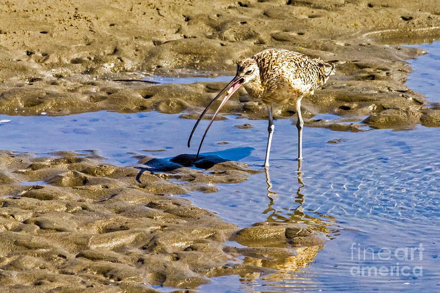 Curlew Catch Photograph by Kate Brown