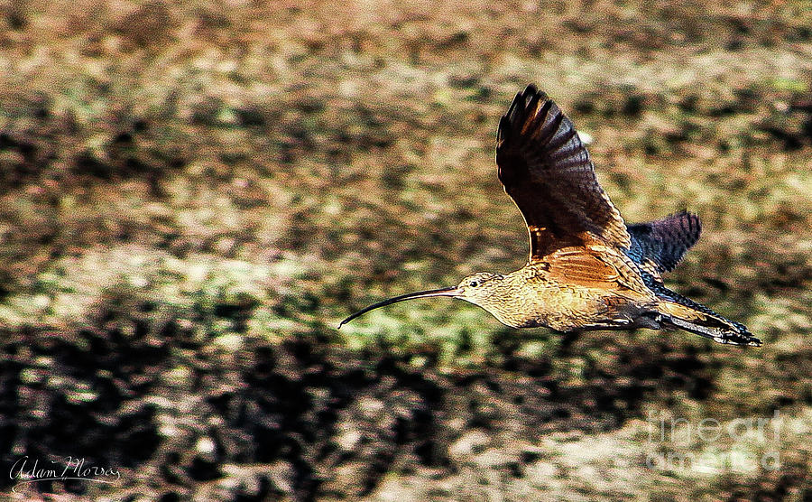 Curlew in Flight Photograph by Adam Morsa