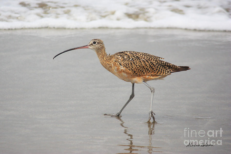Curlew in the Surf Photograph by Alison Salome