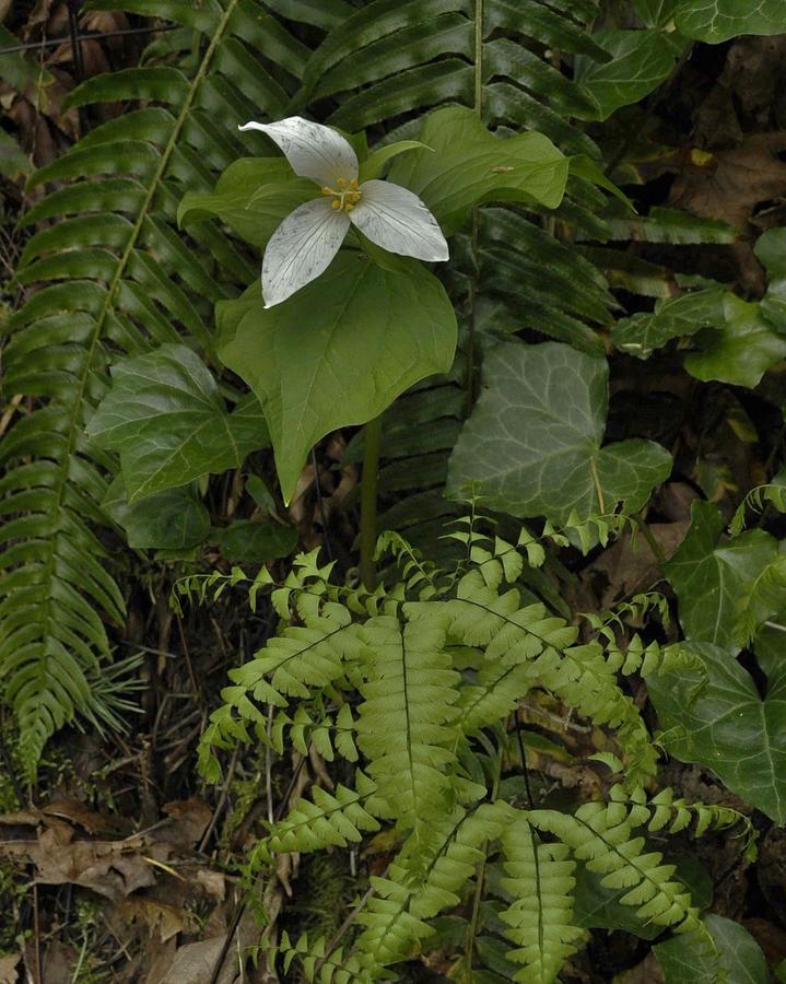 Trillium in its Kindred Terrain  Photograph by Charles Lucas