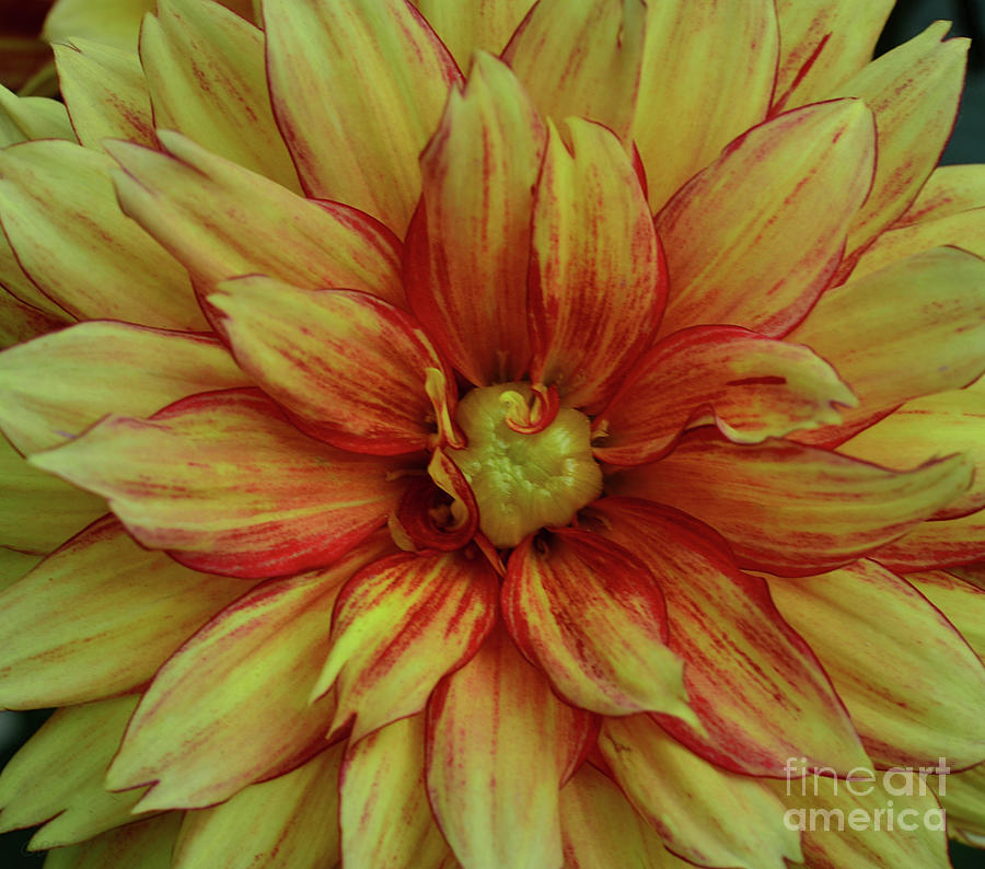 Curls and Curls Dahlia Photograph by Debby Pueschel
