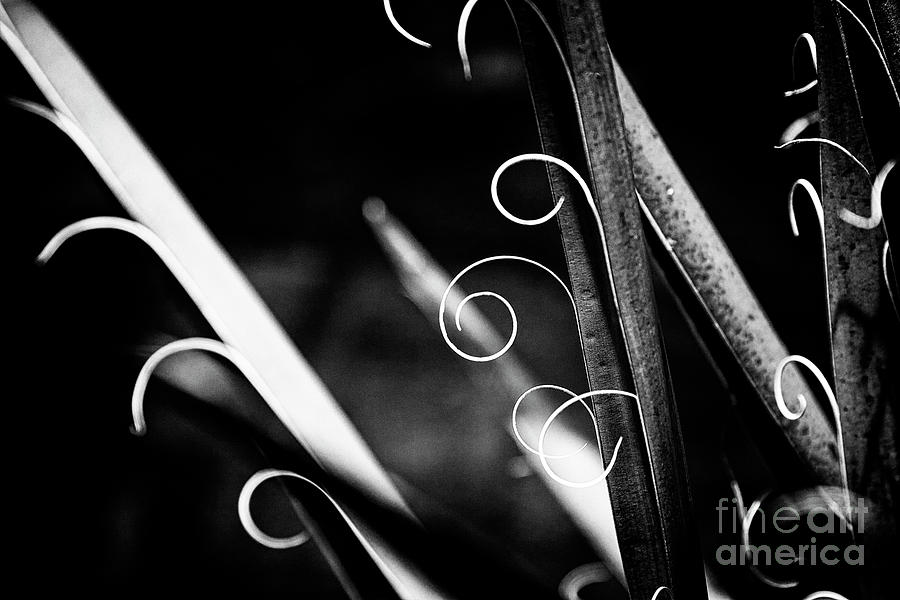 Black And White Photograph - Curls by Hideaki Sakurai