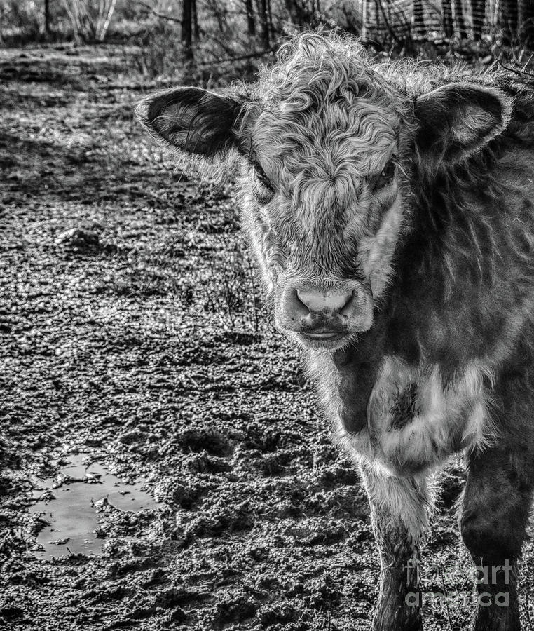 Curly Cow Photograph by Bianca Nadeau