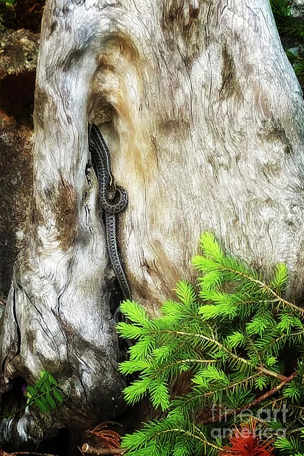 Snake Photograph - Curly Cue by Lauren Leigh Hunter Fine Art Photography