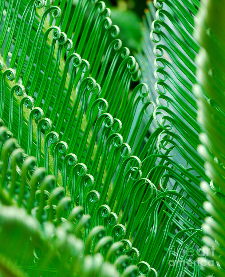 Curly King Sago Palm Branches Photograph