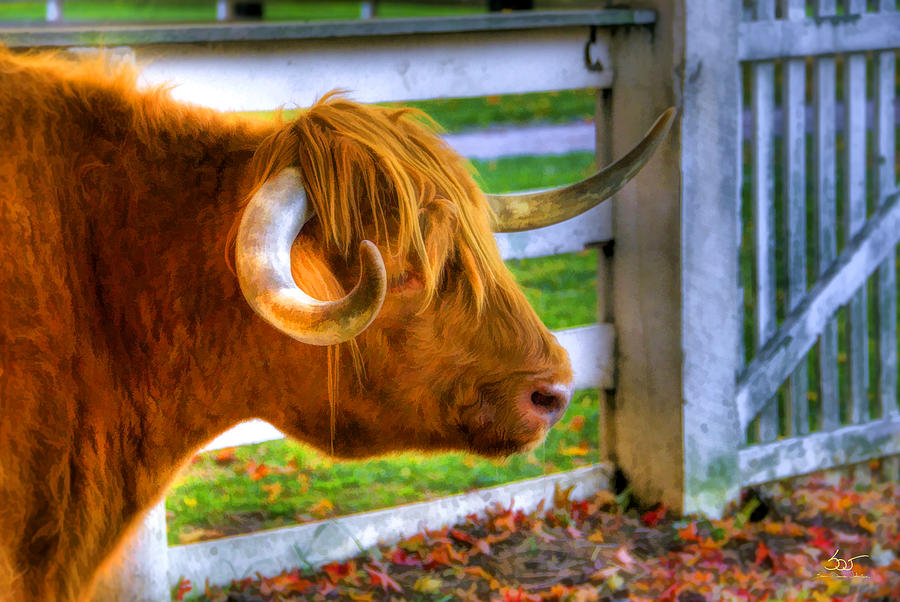 Curly Horn Beastie Photograph by Sam Davis Johnson - Fine Art America