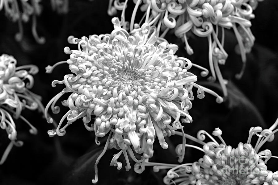 Curly Petals in BW Photograph by Mary Haber