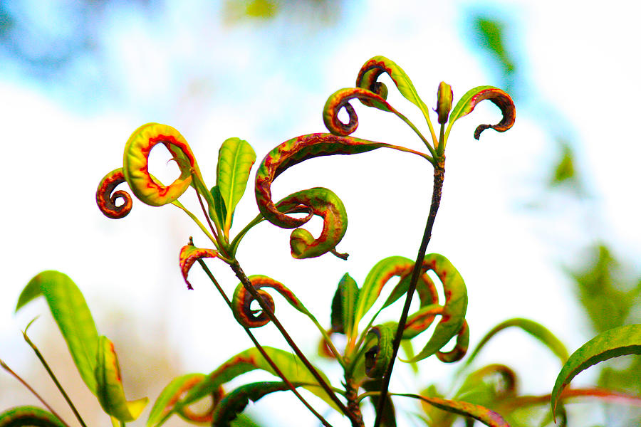 Nature Photograph - Curly Qs by Nanette Hert