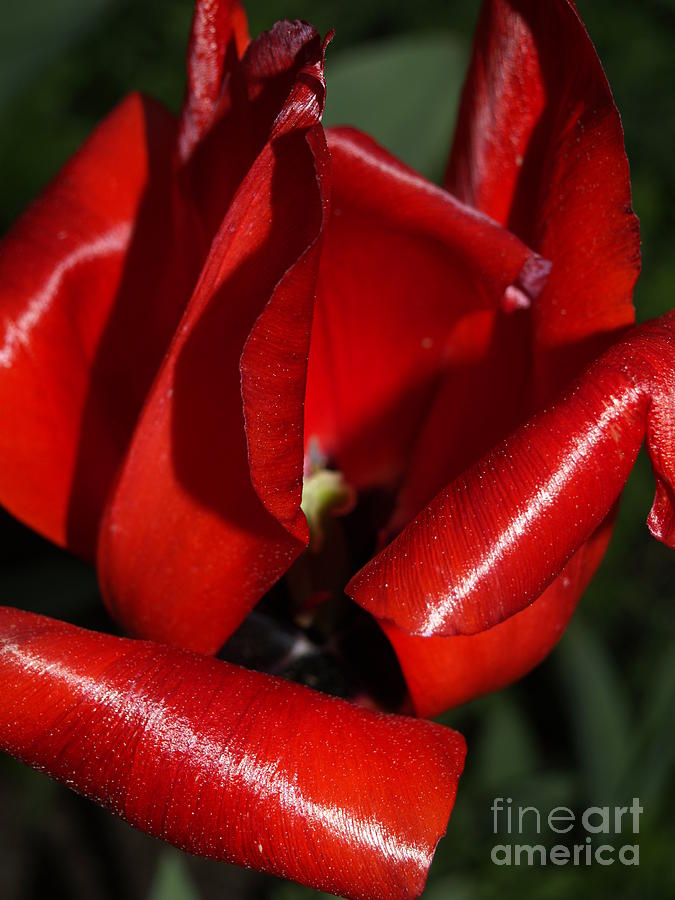 Curly Red Tulip Photograph by Haleh Mahbod