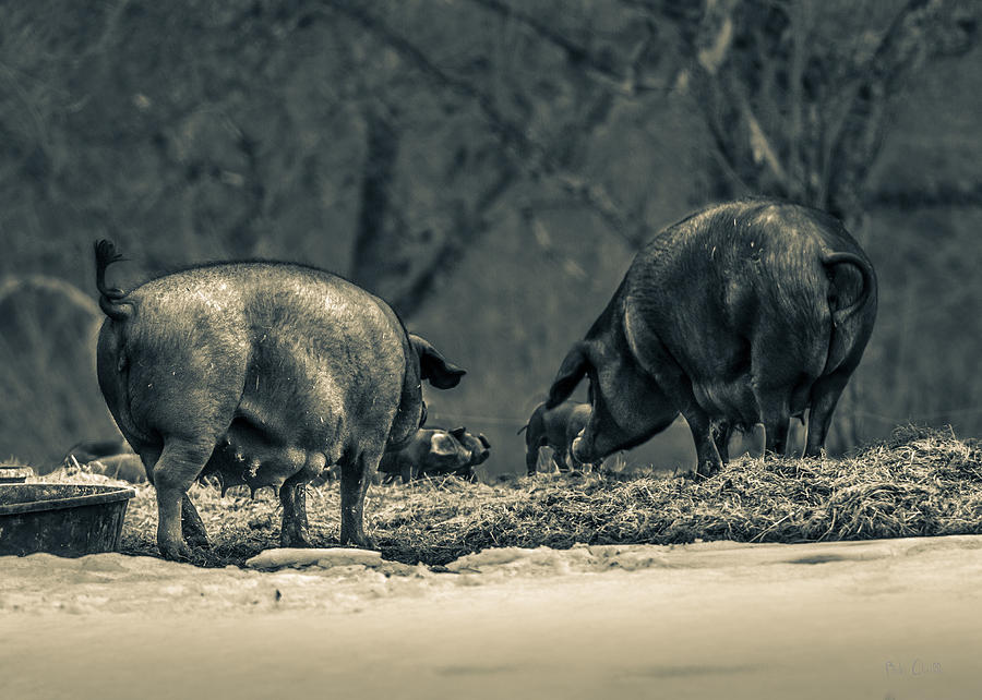 Curly Tail Pigs Photograph by Bob Orsillo