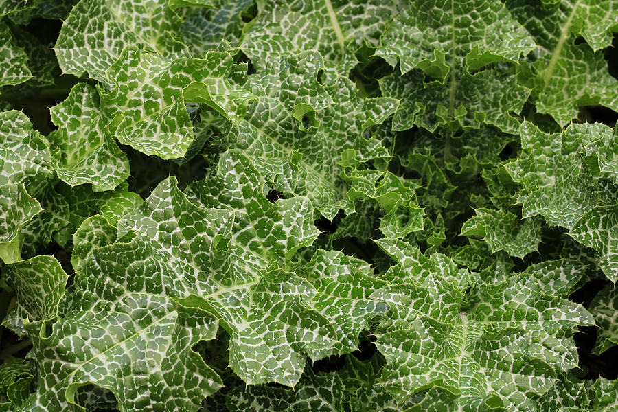Curly Variegated Leaves Photograph by Rachel Cohen