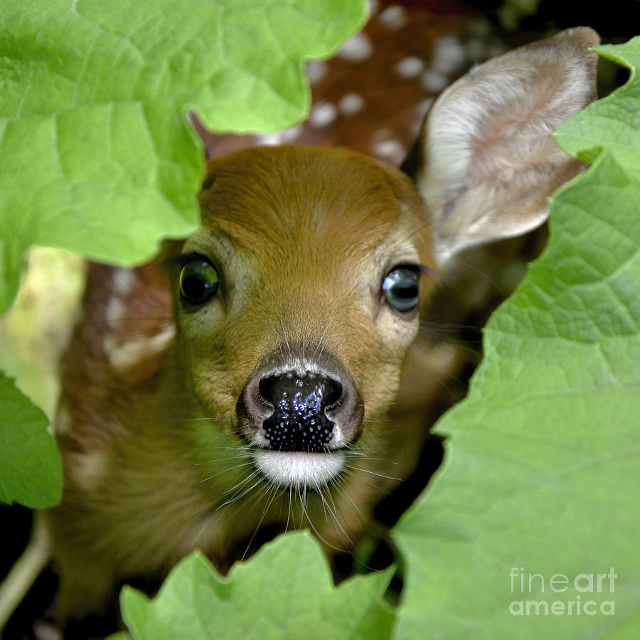 Curous Fawn Photograph by Adam Olsen