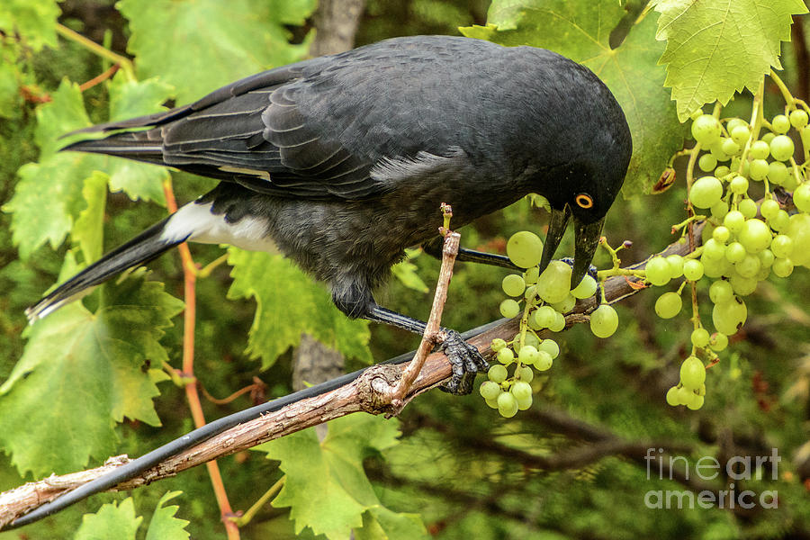  Currawong on a Vine Photograph by Werner Padarin