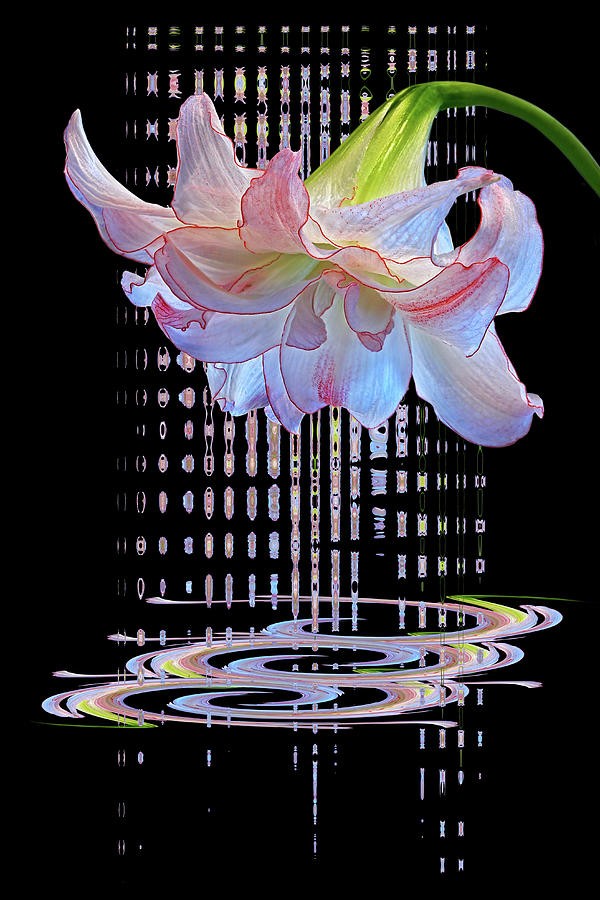 Curtain Of Dreams - Amaryllis Abstract Photograph by Gill Billington