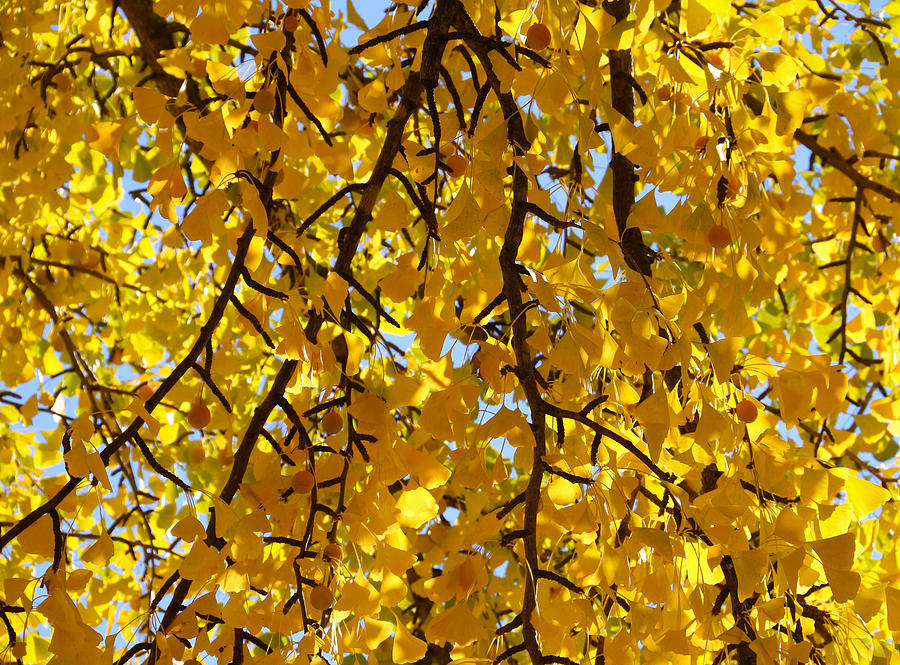 Curtain of Golden Leaves Photograph by Rachel Cohen