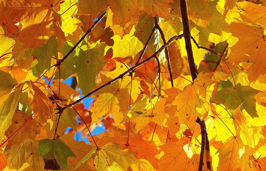 Curtain Of Leaves Three  Digital Art by Lyle Crump