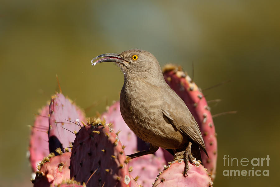 Curve-billed Thrasher Photograph by Beve Brown-Clark Photography