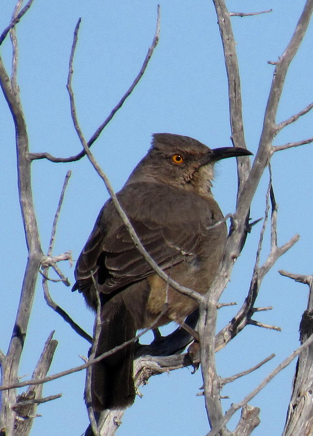 Curve Billed Thrasher Photograph by Joshua Bales