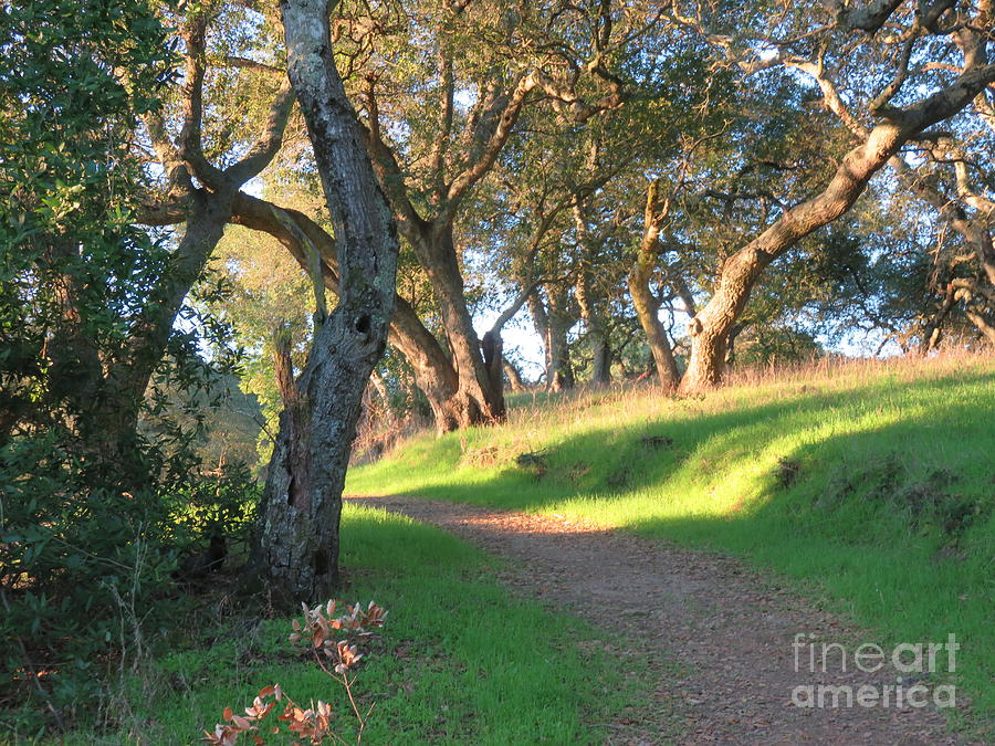 Nature Photograph - Curve in the trail by Suzanne Leonard