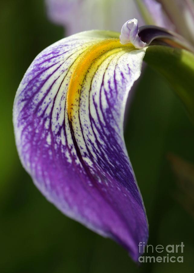 Curve of an Iris Photograph by Sabrina L Ryan