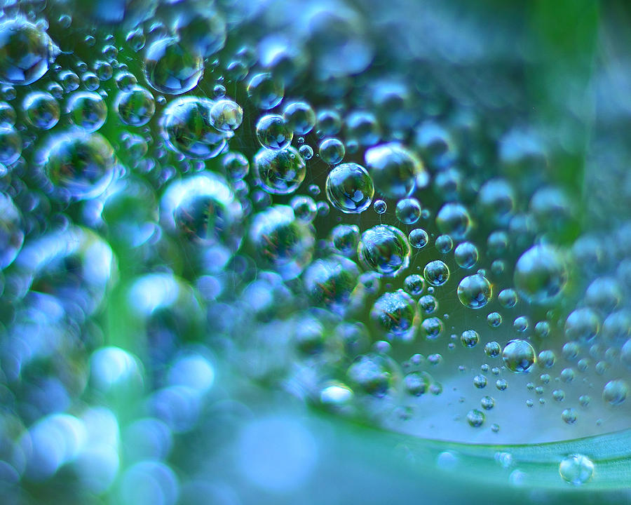 Spider Web Photograph - Curve of the web by Brian Pflanz Spider Web Photograph - Curve of the web by Brian Pflanz