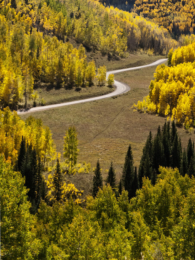 Curved Aspen Road Photograph by C VandenBerg