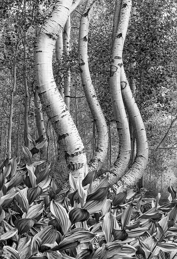 Curved Aspens Photograph by Angela Moyer