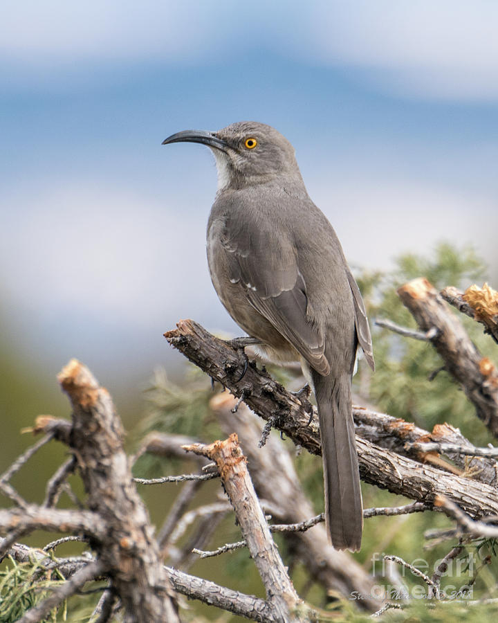 Curved Billed Thrasher Photograph