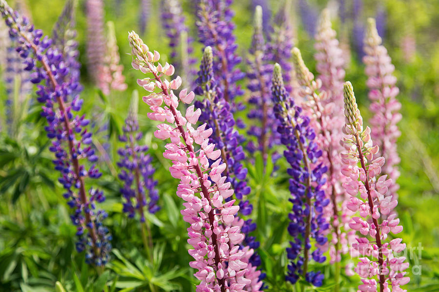 Curved Lupines Photograph by Karin Pinkham