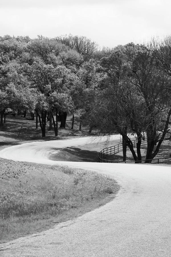 Tree Photograph - Curved road by Seth Love