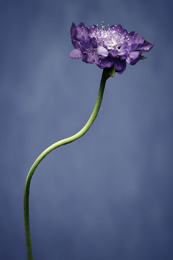 Curved Stem Flower Photograph by Kelly Bryant - Pixels