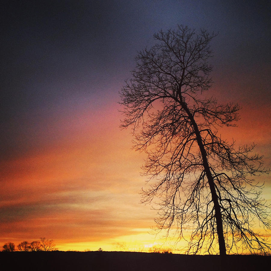 Curved Tree Sunset Photograph by Kerry Lawton - Fine Art America