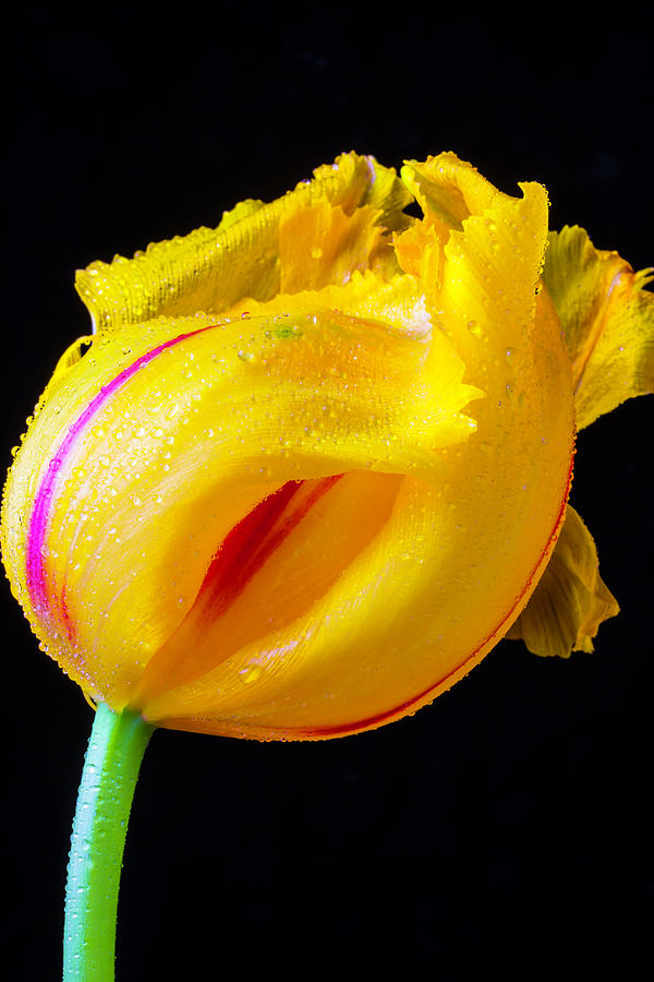 Curved Tulip Photograph by Garry Gay