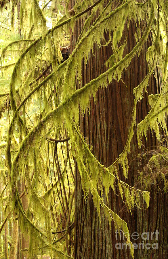Olympic National Park Photograph - Curves in the Rainforest by Carol Groenen