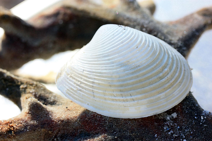 Shell Photograph - Curves by Mary Haber