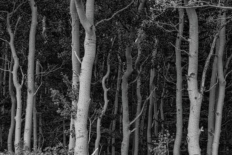 Curves of a Forest Photograph by James BO Insogna