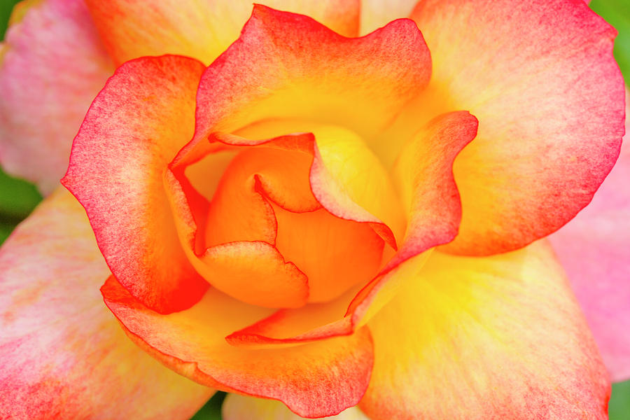 Curves of a Pink and Yellow Rose Photograph by Teri Virbickis