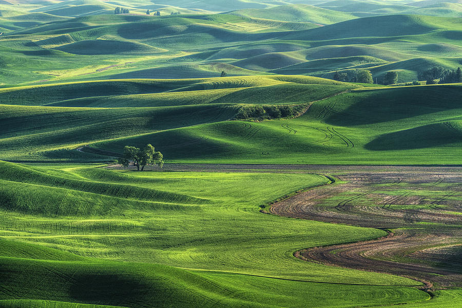 Curves Of The Palouse Photograph