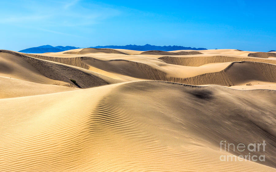 Curving Dunes Photograph by Mimi Ditchie