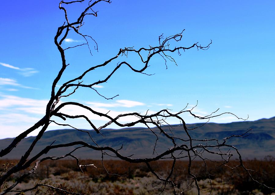 Mountain Photograph - Curvy Branches Desert Landscape by Matt Quest